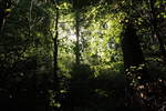 Beim Aufstieg hinter der Waldgaststätte  Rinderstall  auf die westlichen Berge des Odertals flutet Sonnenlicht in den wilden, dunklen Wald; Aufnahme vom Morgen des 19.08.2019...