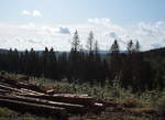 Auf dem Sägemühlenberg in der Nähe des Odertals angekommen, erreiche ich bei seinem Gipfel ein Gelände, wo ein ganzes Waldstück abgeholzt wurde, sicher weil die Bäume