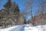 Wald bei Braunlage an der Alten Harzburger Straße im Sonnenschein; Aufnahme um die Mittagszeit vom Sa., 13.02.2021...