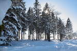 Sonne im Fichtenwald; Aufnahme vom frühen Nachmittag des 13.02.2021 zwischen Braunlage und den Hahnenkleeklippen...