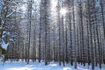 Wie der lichtdurchflutete Chor einer Gotischen Kathedrale - die Sonne im Fichtenwald; Aufnahme vom Nachmittag des 13.02.2021 im Wald zwischen Braunlage und den Hahnenkleeklippen...