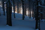 Beim Abstieg vom Wurmberg fällt goldenes Licht der Abendsonne in den Wald; 14.02.2021...