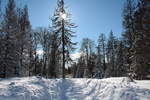 Unterwegs auf der Hahnenkleer Waldstraße; Aufnahme vom Nachmittag des 13.02.2021...