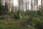Der neue Wald ist schon da !!! - ein Mischwald aus jungen Laubbäumchen und jungen Fichten ist dort herangewachsen, wo die Baumskelette des ehemaligen Fichtenwalds verschwinden; Aufnahme an der