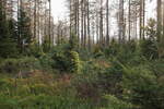 Der neue Wald ist schon da !!! - ein Mischwald aus jungen Laubbäumchen und jungen Fichten ist dort herangewachsen, wo die Baumskelette des ehemaligen Fichtenwalds verschwinden; Aufnahme an der Hahnenkleer Waldstraße am Abend des 02.08.21...