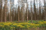 Aufblühen und Vergehen; die Blumen des Harzgreiskrauts erobern das Gelände rund um den toten Fichtenwald im Nationalpark Harz; Abend des 02.08.21 in der Nähe der Hahnenkleer
