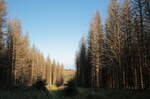 Endlos der tote Fichtenwald, der in der Abendsonne aufglüht; Aufnahme vom frühen Abend des 03.09.2021..
