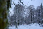 Wald im Schnee an der Hahnenkleer Waldstraße; Aufnahme vom späten Nachmittag des 08.01.2022...