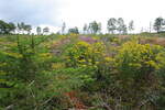 Bunte Blumenwiese im Schultal bei Braunlage; Aufnahme vom frühen Abend des 1.08.2022...