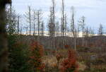 An der rötlichen Farbe des Herbstlaubs erkennt man, dass überall zwischen und um die toten Bäume des Fichtenwalds herum neuer Mischwald entsteht; Aufnahme vom späten Nachmittag des