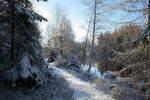 Noch liegt auf jedem noch so kleinen Ästchen und Zweig Schnee, der im Gegenlicht der Sonne glitzert; Aufnahme vom Nachmittag des 21.11.2022 am Silberteich...