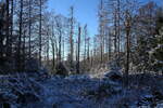 Winterwald an der Hahnenkleer Waldstraße; im Hintergrund rechts sieht man den Berg, der die Hahnenkleeklippen trägt - dort will ich hoch; Aufnahme vom späten Nachmittag des 21.11.2022...