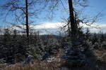 Winterstimmung am späten Nachmittag im neu entstehenden Mischwald längs der Hahnenkleer Waldstraße; Aufnahme vom 21.11.2022...