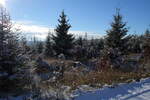 Neu entstehender Mischwald an der Hahnenkleer Waldstraße unter Schnee und Blick hinüber zu den Bergen auf der gegenüberliegenden Seite des Harzer Odertals; Aufnahme vom Nachmittag des