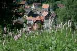 Eine blhende Sommerwiese oberhalb von Wildemann.