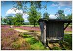 Kleines, gepflegtes Heidegebiet an einem Parkplatz Nähe Behringen, Lüneburger Heide Mitte August 2025