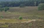 Blick vom Brunsberg ins Heidetal nach Westen bei beginnender Heideblte Ende Juli 2009. Das Naturschutzgebiet Brunsberg gehrt zu Gemeinde Buchholz in der Nordheide.