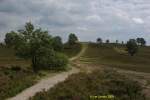 Der Weg durch die Heidelandschaft zum Brunsberg zum Beginn der Heideblte Ende Juli 2009.