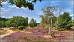 Nähe Wilseder Berg in der Lüneburger Heide, zur Heideblüte 2014