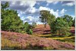 Impressionen vom Brunsberg bei Buchholz/Sprötze in der Nordheide, der Blick geht über die Hügel und durch die Täler zum höchsten Punkt auf 129 Meter. Anfang September 2013.