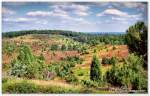 Der Totengrund in der Lüneburger Heide bei Wilsede, August 2009