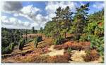 Borsteler Grube, Heidegebiet bei Bispingen, Lüneburger Heide, September 2013.