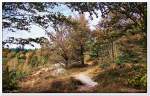 Wanderweg oberhalb vom Totengrund, Lüneburger Heide, Oktober 2011.