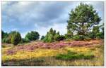 Impressionen aus dem Radenbachtal bei Undeloh Lüneburger Heide, August 2014