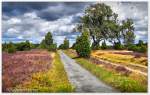 Radweg & Kutschenweg in der Schmarbecker Heide bei Faßberg, Blick zum Faßberg 94m in der Südheide August 2014