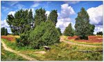 Weggabelung im Radenbachtal, zwischen Undeloh und Döhle, eines der schönsten Plätze in der Lüneburger Heide.