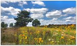 Sommerblumen in der Osterheide, Nähe Hof Möhr, Juli 2016