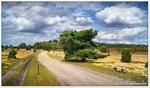 Kutsch-und Wanderweg zwischen Niederhaverbeck und dem Tütsberg, Lüneburger Heide, Juli 2016.