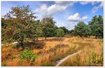 Vogelbeerbäume in der Vareler Heide bei Scheeßel Kreis Rotenburg/Wümme.