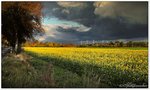 Dunkle Wolken im Herbst, bei Königsmoor, Heiderandgebiet, hier noch im Landkreis Rotenburg/Wümme, Oktober 2016.