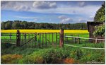 Pferdekoppel im Herbst, im Hintergrund der gelb blühende  Weiße Senf  Landschaft bei Schneverdingen Lüneburger Heide, September 2016.