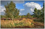 Kleines Hochmoor nähe Wilseder Berg bei Niederhaverbeck, Oktober 2016