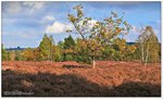 Herbst in der Heide bei Niederhaverbeck Oktober 2016.