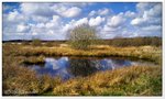 Büschelsmoor bei Lauenbrück, Kreis Rotenburg/Wümme.