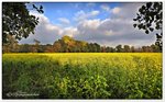 Bis zum ersten Frost wird uns der gelb blühende Weiße Senf wohl erfreuen. Die als Gründung eingesetzte Feldfrucht, wird im Frühjahr unter gepflügt. Feld bei Wesseloh im Heidekreis, Ende Oktober 2016.