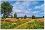 Heide von Timmerloh, obwohl von der Heide in weiten Teilen nichts geblieben ist, seit Jahren wird sie nicht gepflegt, so wachsen hier nur noch Gras und Wildblumen. Lüneburger Heide zwischen Soltau & Bispingen, August 2017.