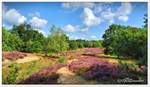 Die Vareler Heide zeigt sich von ihrer schönsten Seite, die Besenheide ist in voller Blüte, dass Wetter könnte nicht besser sein.