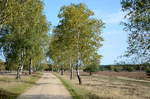 14. Oktober 2019:
Birkenallee durch die Lüneburger Heide in der Nähe vom Bockheber.