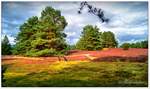 Naturpark-Südheide August 2016. Im Bild die Misselhorner Heide bei Hermannsburg zur Zeit der Heideblüte. Die Heide blüht in der Regel von Ende Juli bis in den September hinein.