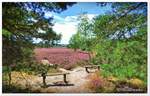 Ausblick auf die Behringer Heide, auf einem Stein in der Nähe steht geschrieben: Zur schönen Aussicht . Das trifft zu wie man sieht. Heideblüte im August 2020.