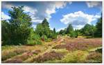 Beginn der Heideblüte Anfang August 2020. Im Bild Bockelmanns Heide bei Oberhaverbeck. Naturschutzgebiet Lüneburger Heide.