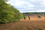 Übergang von Eichenwald in offene Heidelandschaft in der Nähe des Wilseder Berges am 04.10.2020.