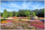 die Zuchtsorten im Heidegarten Schneverdingen blühen länger als die Besenheide im Naturpark, oft noch bis in den Oktober hinein. September 2021.