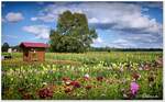 Feld-Abverkauf in Wintermoor/Heidekreis. Jedes Jahr aufs Neue legt ein Landwirt diese schönen Felder an. Die Schnittblumen schneidet man selbst und stellt sich so seine bunten Straus zusammen. Das Geld dafür, wirft man in eine überdachte Holzkiste, die als Kasse dient. Aufnahme Anfang August 2022