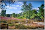 Bispingen/Behringen, Lüneburger Heide, der Blick geht über das Tal der Brunau zum Tütsberg.
Mitte August 2022.