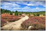 Ellerndorfer Heide bei Eimke im Kreis Uelzen.